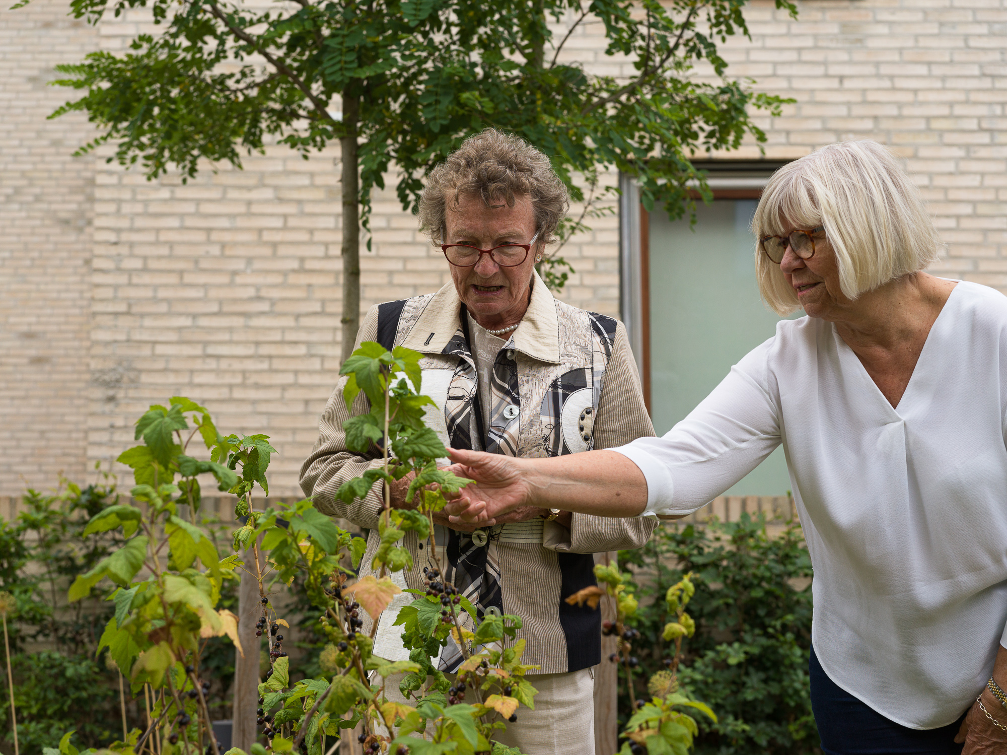 Billedet viser to beboere, der kigger på et frugttræ ved seniorboligerne. Foto: Hampus Berndtson.