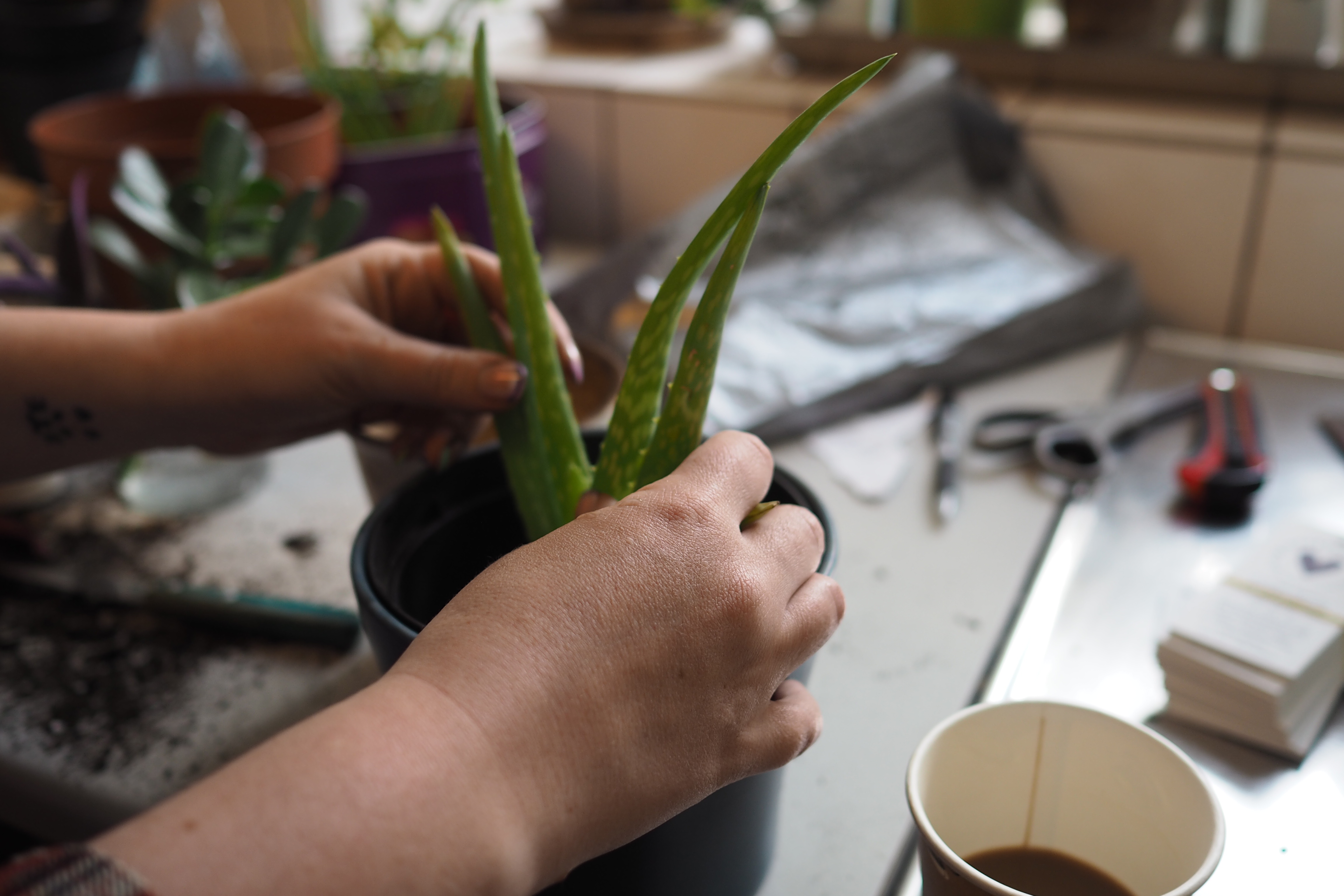 Billedet viser hænder, en aloe vera plante og en kop kaffe.