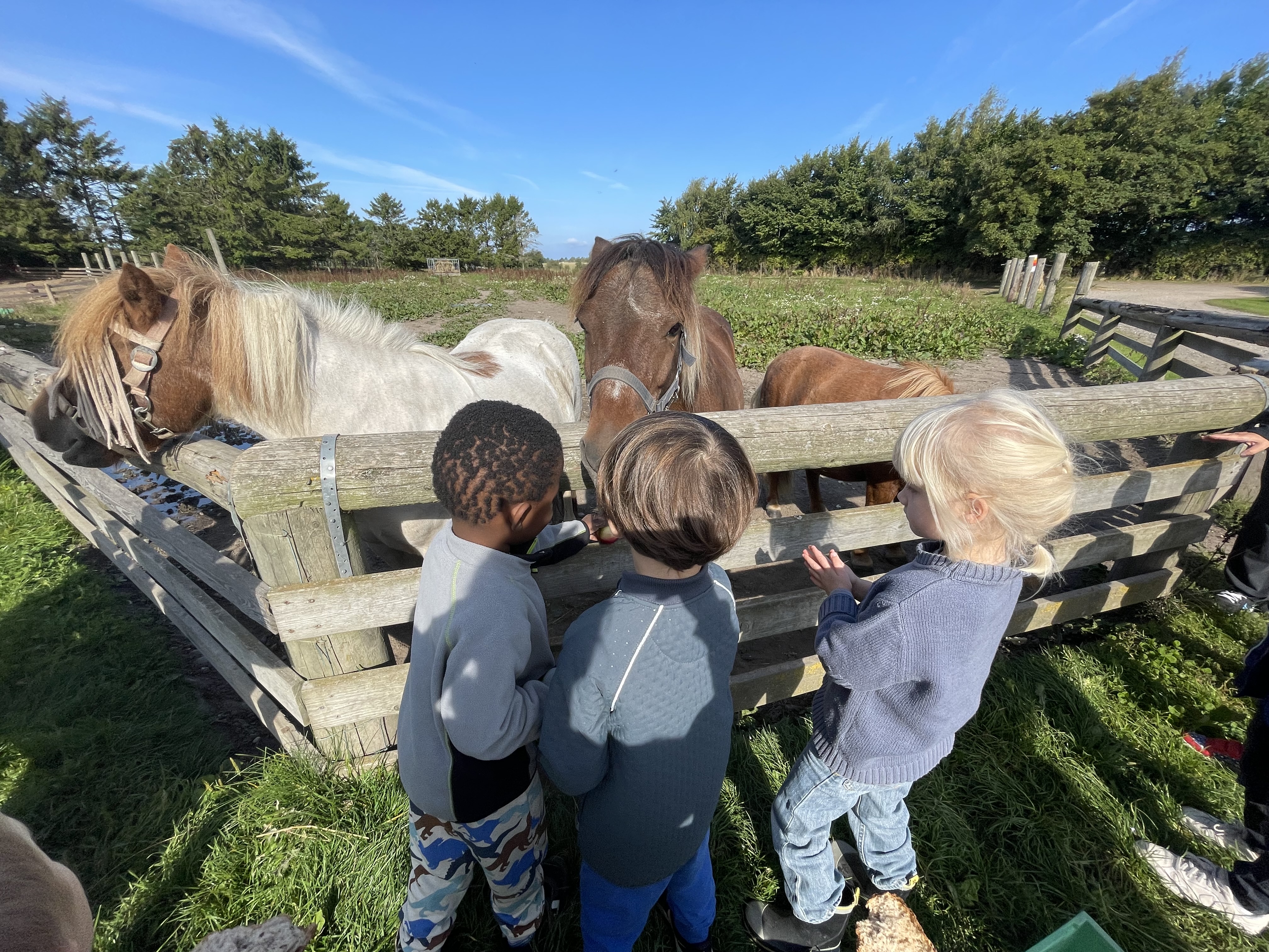 Tre børn står ved en hestefold