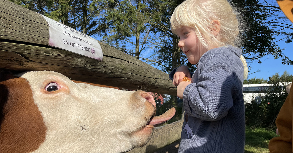 En ko stikker tungen ud. En pige vil gerne fodre den med brød.