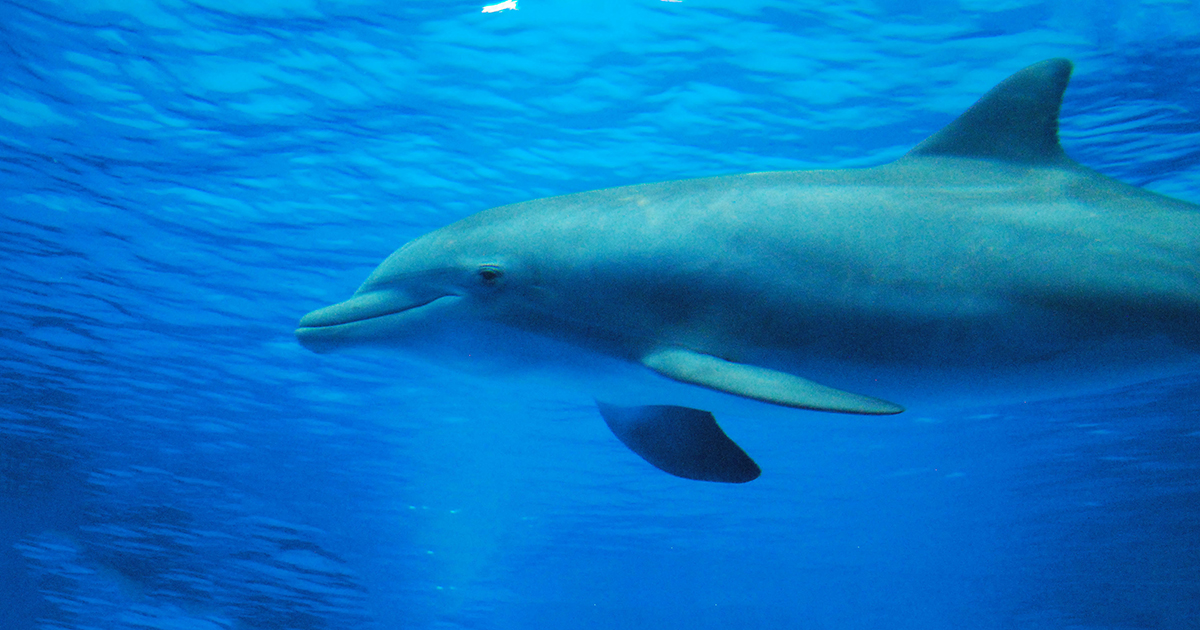 Billedet viser en delfin som svømmer.
