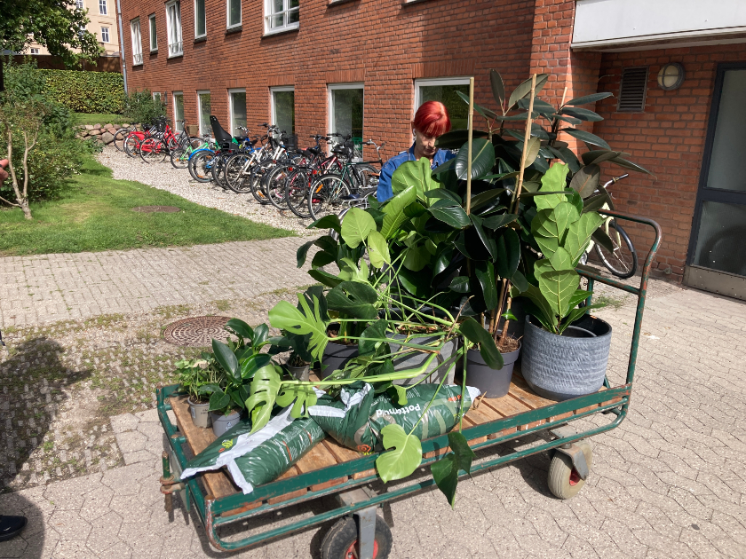 Billedet viser en samling grønne planter på en rullevogn