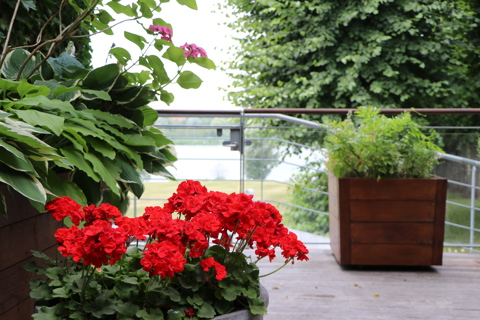 Flotte røde sommerblomster, som står på terassen på Plejehjemmet Salem.